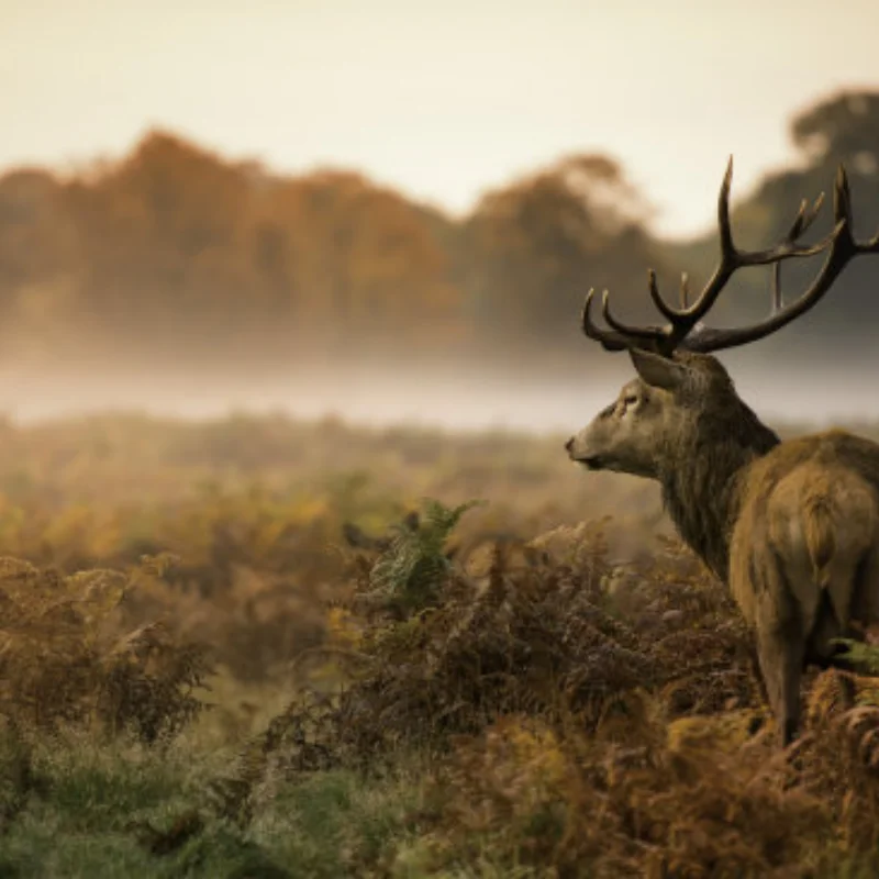 

Металлическая рулевая тяга, комплект амортизаторов сиденья для MN D90 MN-90 MN99S 1/12, детали для обновления радиоуправляемого автомобиля, аксессуары