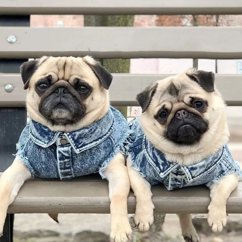 Haustier Hund Jeans Jacke Denim Mäntel Löcher Katzen Welpen Weste Französische Bulldogge Kleine Hundekleidung Frühling/Herbst Bekleidung Mode