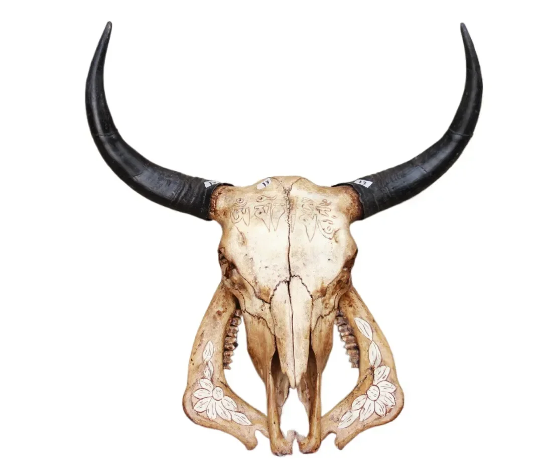 Real Cow skull Crafts vintage luxury home decor totem feng shui Natural yak head decoration special handicraft