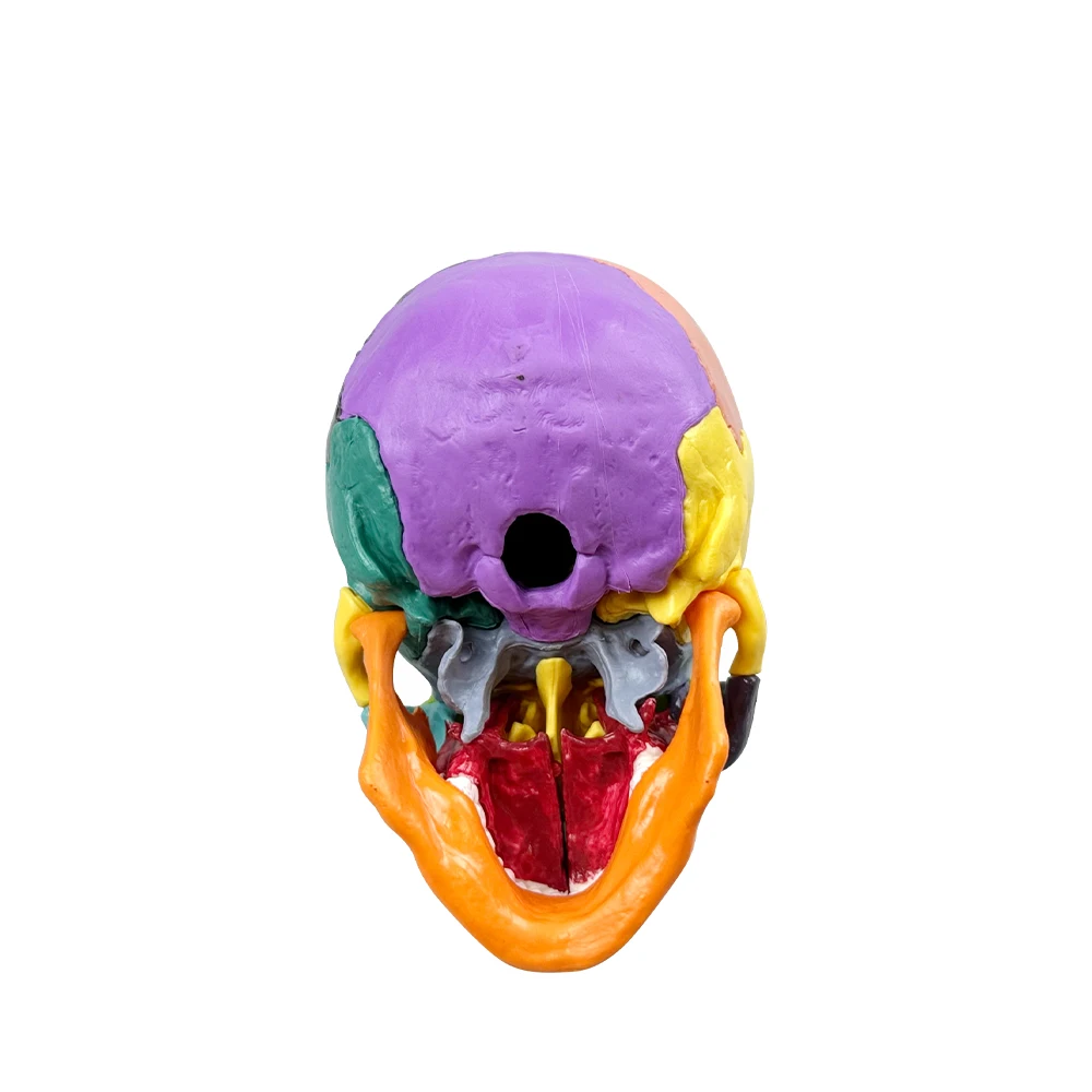 Dental Colors Skull Model Detachable Teaching Skull Anatomy Model Medical Simulation Anatomy Demonstration Model - Image 4