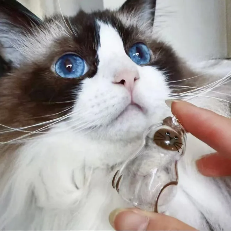 1/6 قطعة الاكريليك القط الشعر سلسلة مفاتيح تذكارية شفافة الحيوانات الأليفة الفراء صندوق تخزين تذكار قلادة هدية للحيوان معلقة الديكور #4