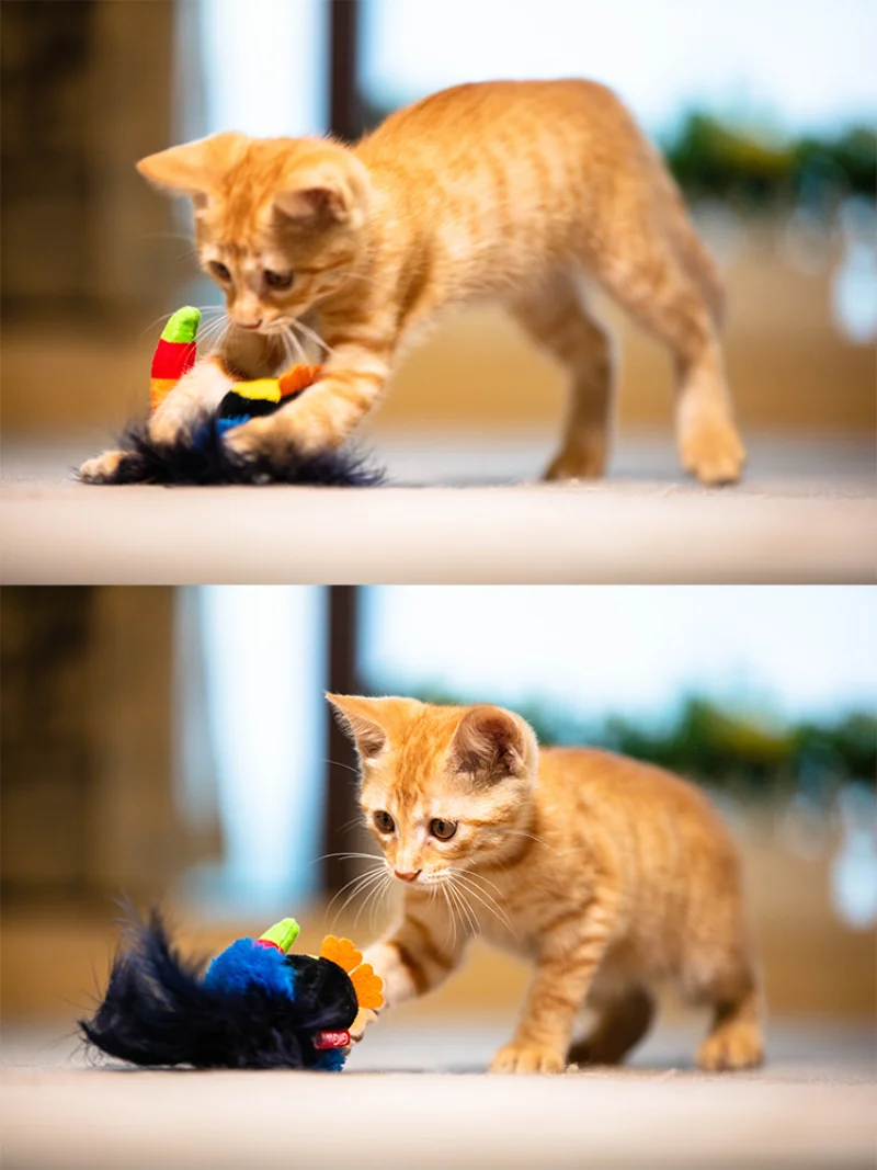 New Gigwi Pet Toys Melody Chaser Series Cat Toy Native Feather Simulation Design Simulate The Real Sounds Of Animals Toy For Cat