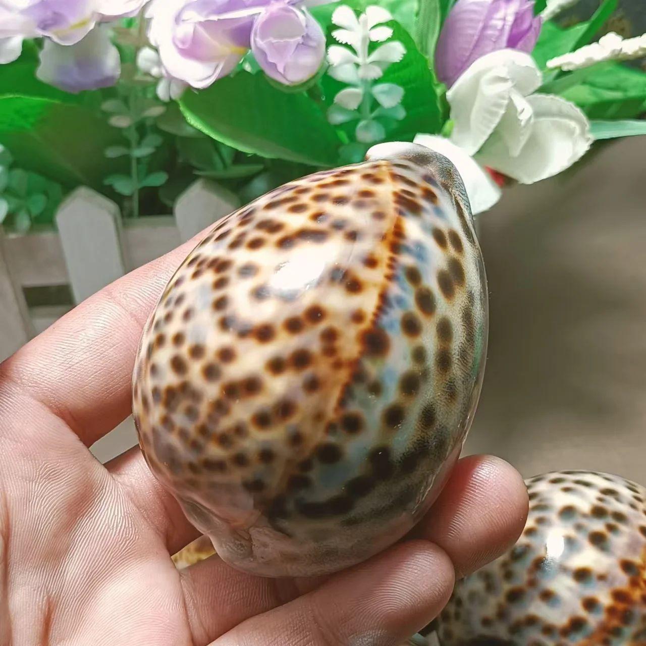 10PCS Madagascar natural beautiful conch decoration, beautiful