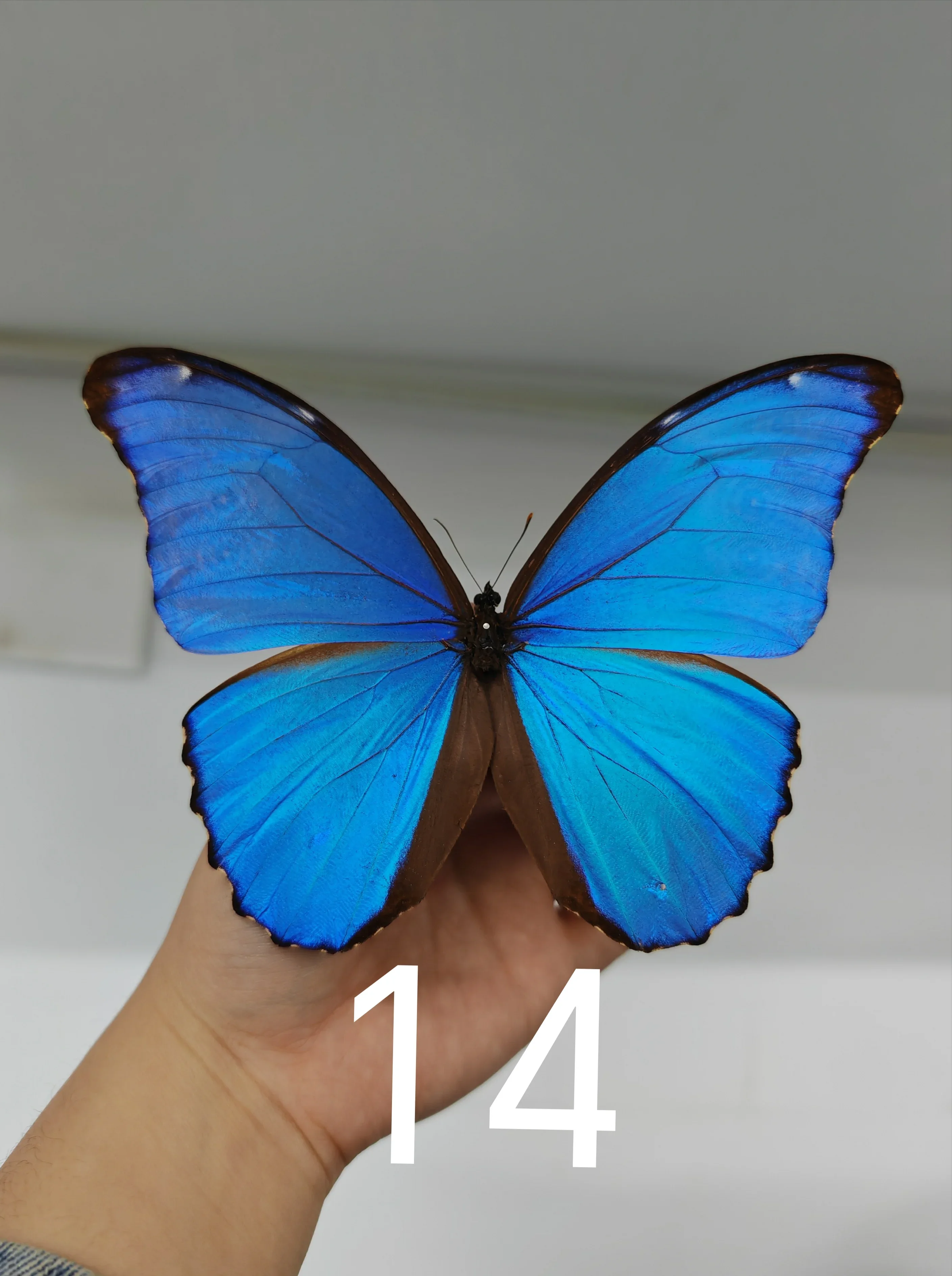 Real Butterfly Specimen Morpho Menelaus Big Blue Flash Butterfly Photo Frame Decorative Painting Ornament Birthday Gift Christma