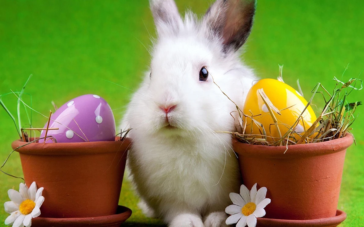 Portrait de bébé mignon lapin de Pâques, panier d'oeuf, joli décor de vacances, ciel bleu, pelouse verte, fond de studio photo, enge