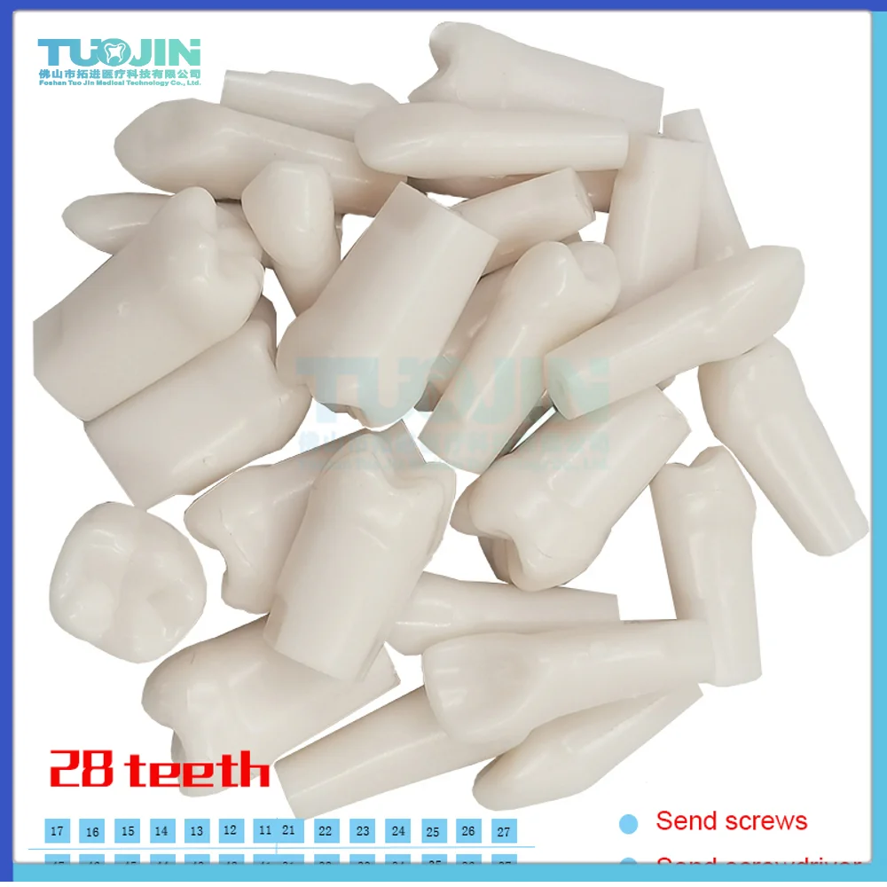 Compatible 500HGSF Dental Simulator Replacement Resin Tooth Model Screw Fixing Teeth For Dentist Study Training