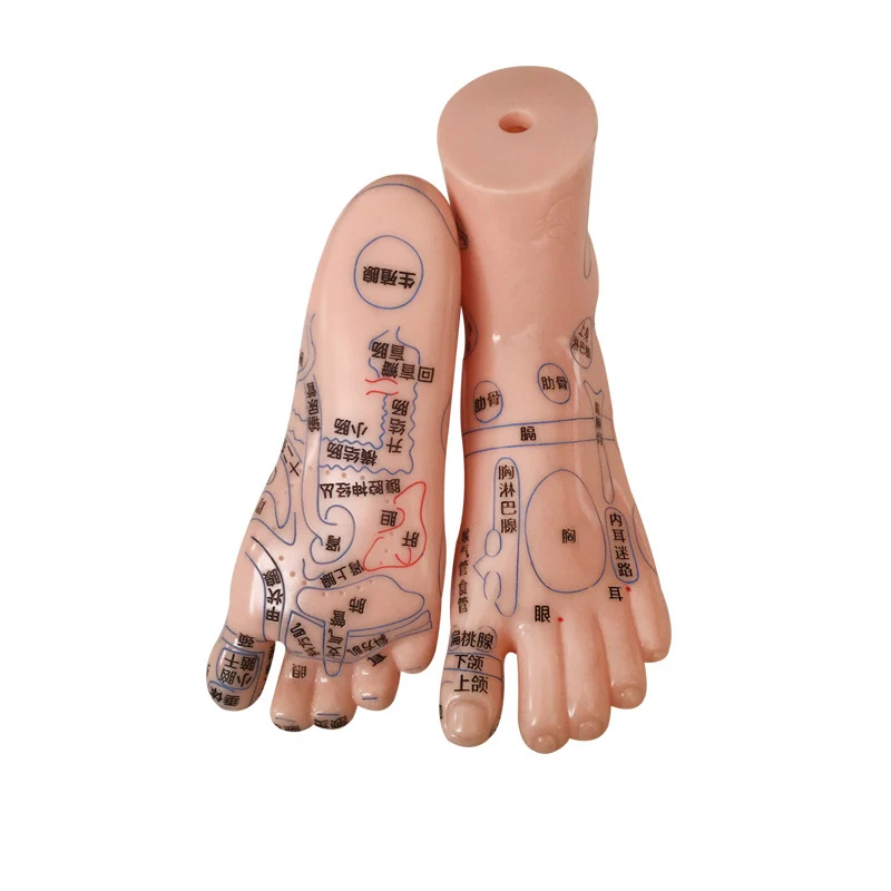 17cm Chinese large character hand foot ear model  Meridian and acupoint reflex area  foot massage