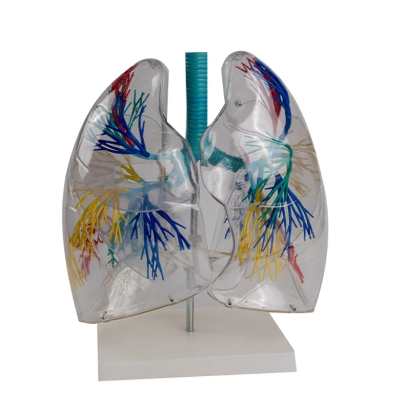 

PVC Lungs Anatomy Model for Educational Anatomical Liver Model Shows Details of Bronchial Tree