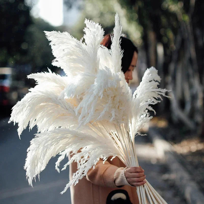 Flores secas naturales para decoración de bodas, ramo de flores secas de Phragmites, hierba de Pampas alta, Boho, 60-70cm