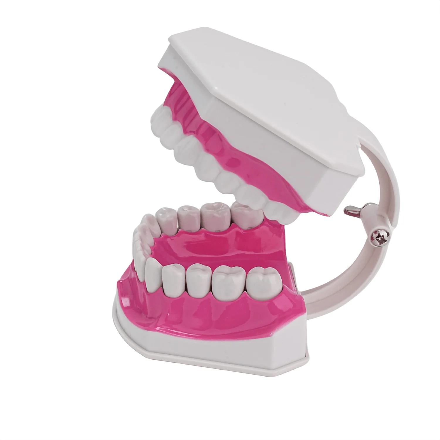 Dental Typodont Dentes Modelo, Dente removível Ensinar Prática Modelo, Ensino Estudo, Demonstração Modelo