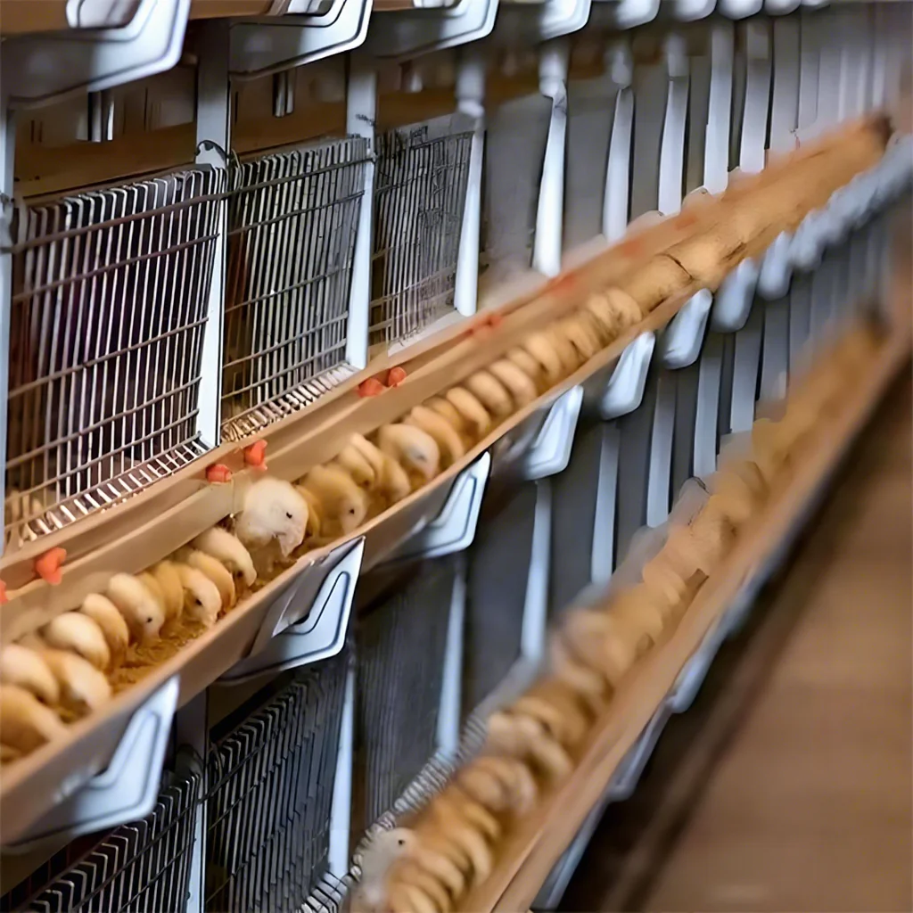 Broiler Chicken Cage Reliable Supplier H-Type Design Multi-Tier Automatic Chicken Cage for Commercial Poultry Farm
