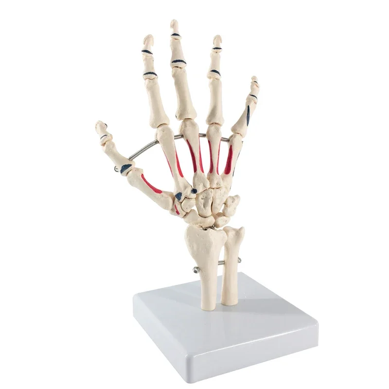 Life Size Human Hand Joint with Painted Muscle Anatomy Model Anatomical Skeleton Hand Model Medical Anatomy Learning Tool