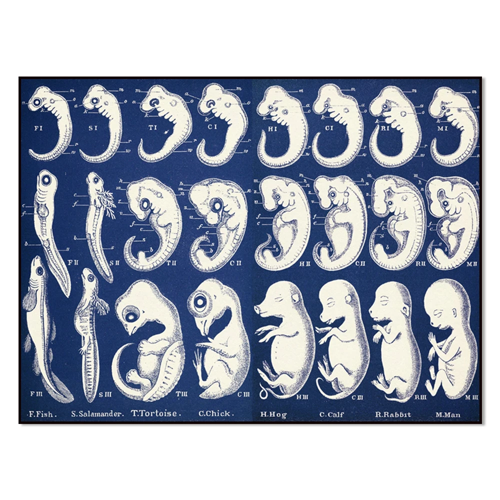 Retro Evolution of Man Figure | Educational Wall Art | Ideal Science Gift Decoration Poster