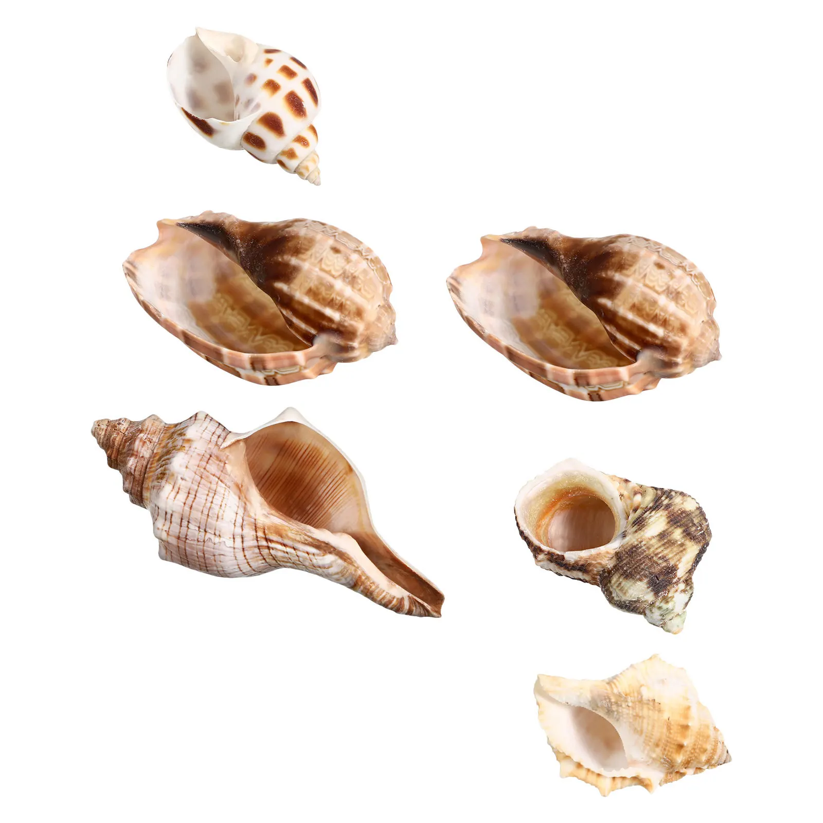 

6Pcs Natural Conch Shells Aquarium Decoration Crab Habitat Saltwater Freshwater Ocean Theme Marine Shell Party Wedding Coastal