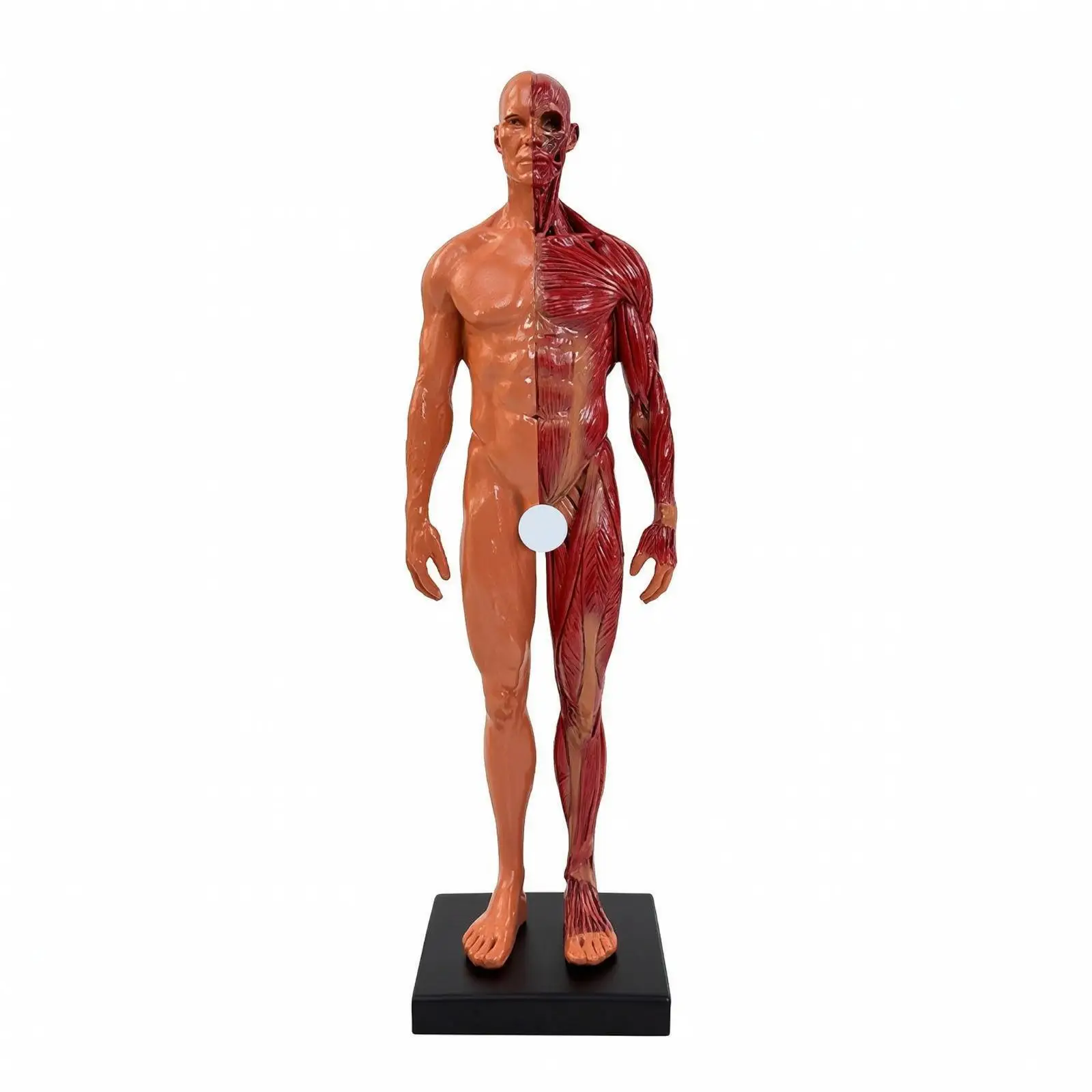 Human Body Muscle Model Anatomical Mannequin Head with Carved Surface Texture for Classroom Education Display