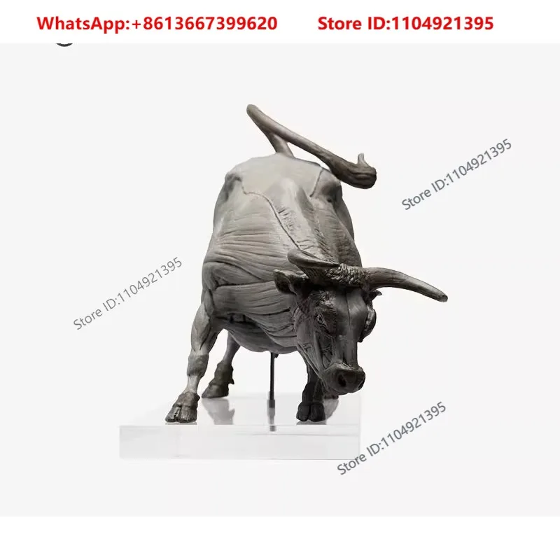 Muscle Anatomy PVC Cattle Education Model Handmade Ornament Art Medical Teaching Sculpture