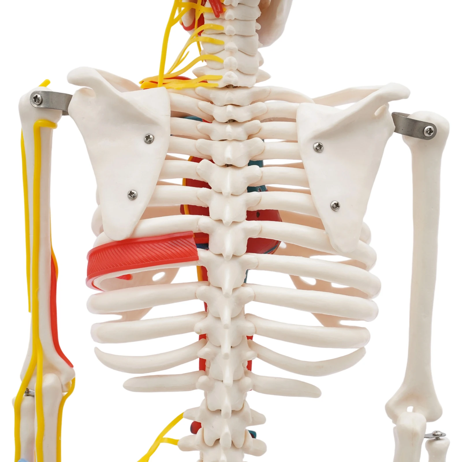 نموذج هيكل عظمي بشري 34 بوصة مع أداة تعليمية ممتازة للأوعية الدموية العصبية في مختبرات الفصول الدراسية الطبية