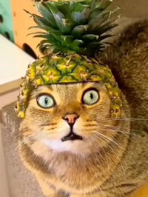 

5 шт. универсальных разделителей переднего бампера из ABS-пластика, накладки на бампер, сплиттеры для Mercedes-Benz B-Class