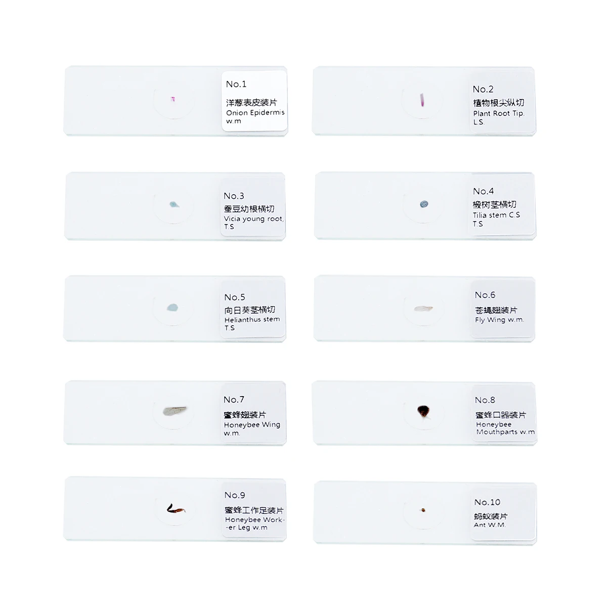 Conjunto de slides de espécimes preparados para biologia, amostras de microscópio educacional para crianças, estudantes, insetos, plantas, animais, vidro seguro com 10 peças
