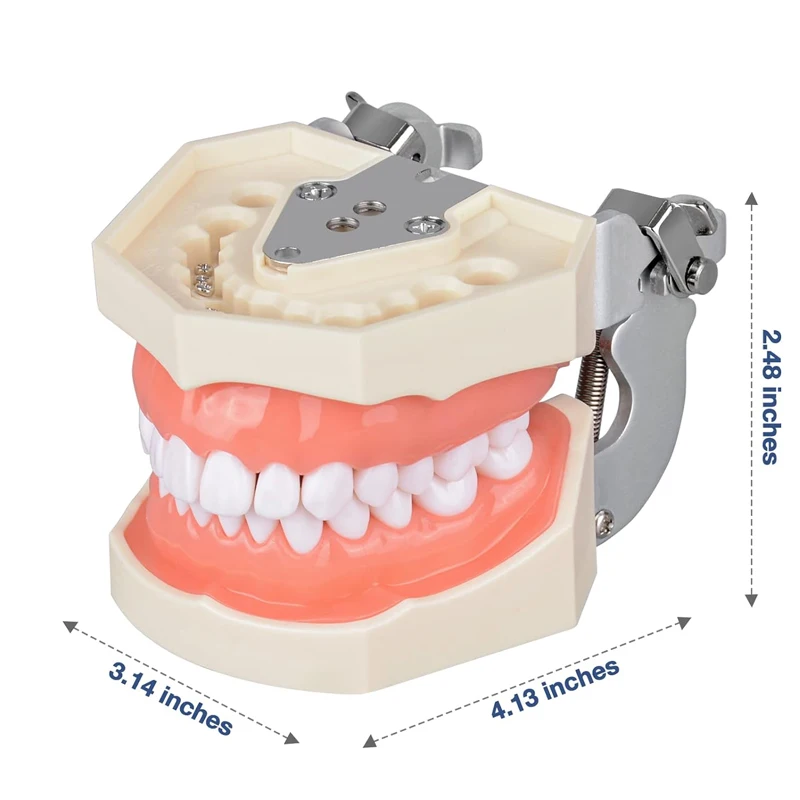28/32pcs Teeth Model Dental Teaching Model Soft Gum Teeth Resin Typodont Teeth Model for Dentist Practice Studying Dentist Tools