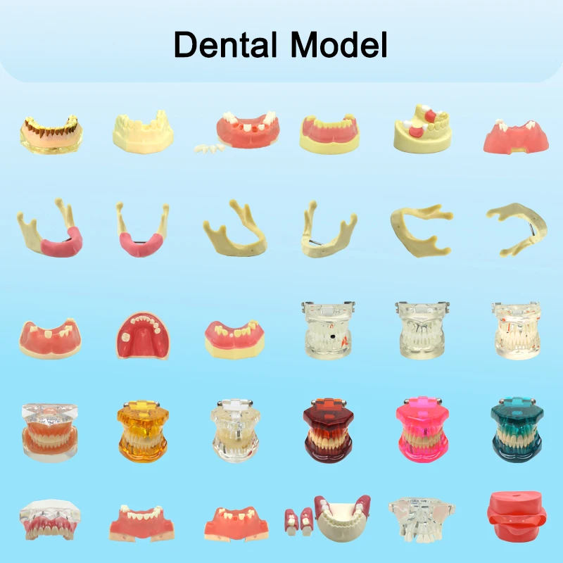 

Dental Orthodontic Teeth Model Dentistry Model Training Studying Patient Education Implant Disease Demo Typodont Model 72types