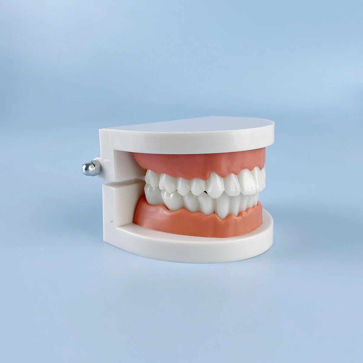 

Dental denture model oral material manufacturers wholesale oral teaching small dental mould removable type dental model