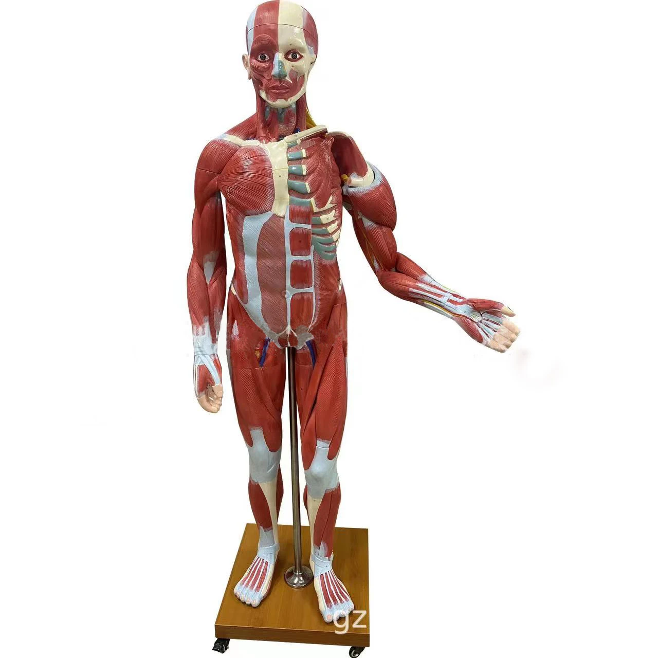 178CM Muscle Human Anatomy Model Can Be Disassembled 27 Parts Imported Material Computer Color Matching
