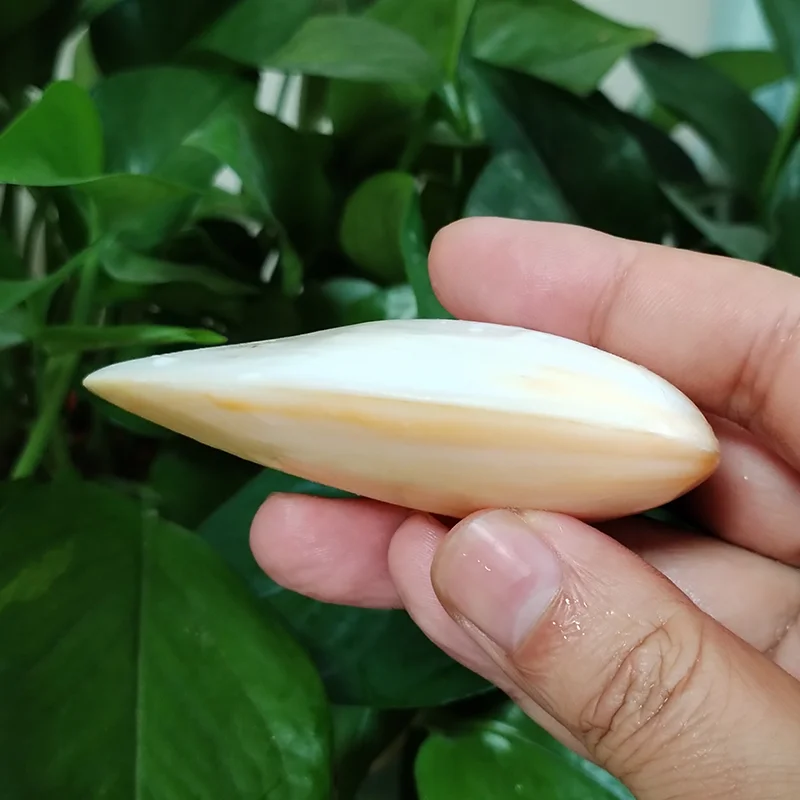 Polished Mother of Pearl Shells Natural White Jade Shell Beach Wedding Decoration for Home Aquarium DIY Jewelry Making Material