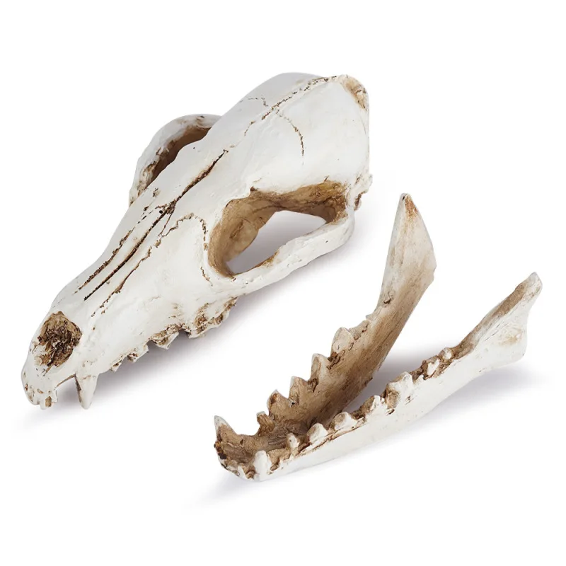 Animal Skull Statue Resin Fox Skull Figurine Home Room Decoration Accessories Halloween Gift Skeleton Model Collectible