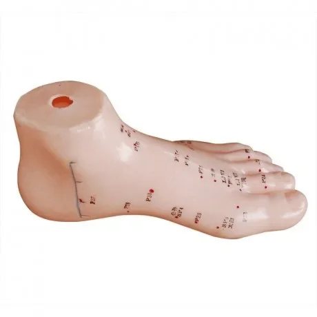 Zhongwei Medical 13CM Foot Acupuncture Model  Acupoint Massage Model  Acupoint Teaching Prop Acupuncture