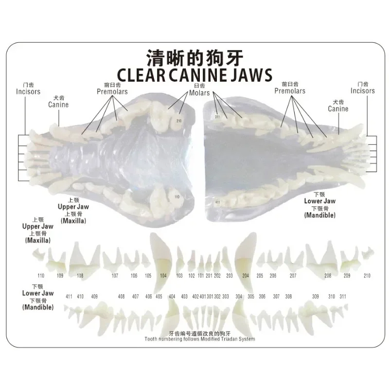 Model gigi anjing kucing hewan peliharaan, cetakan pengajaran Oral Model gigi anjing Resin bening