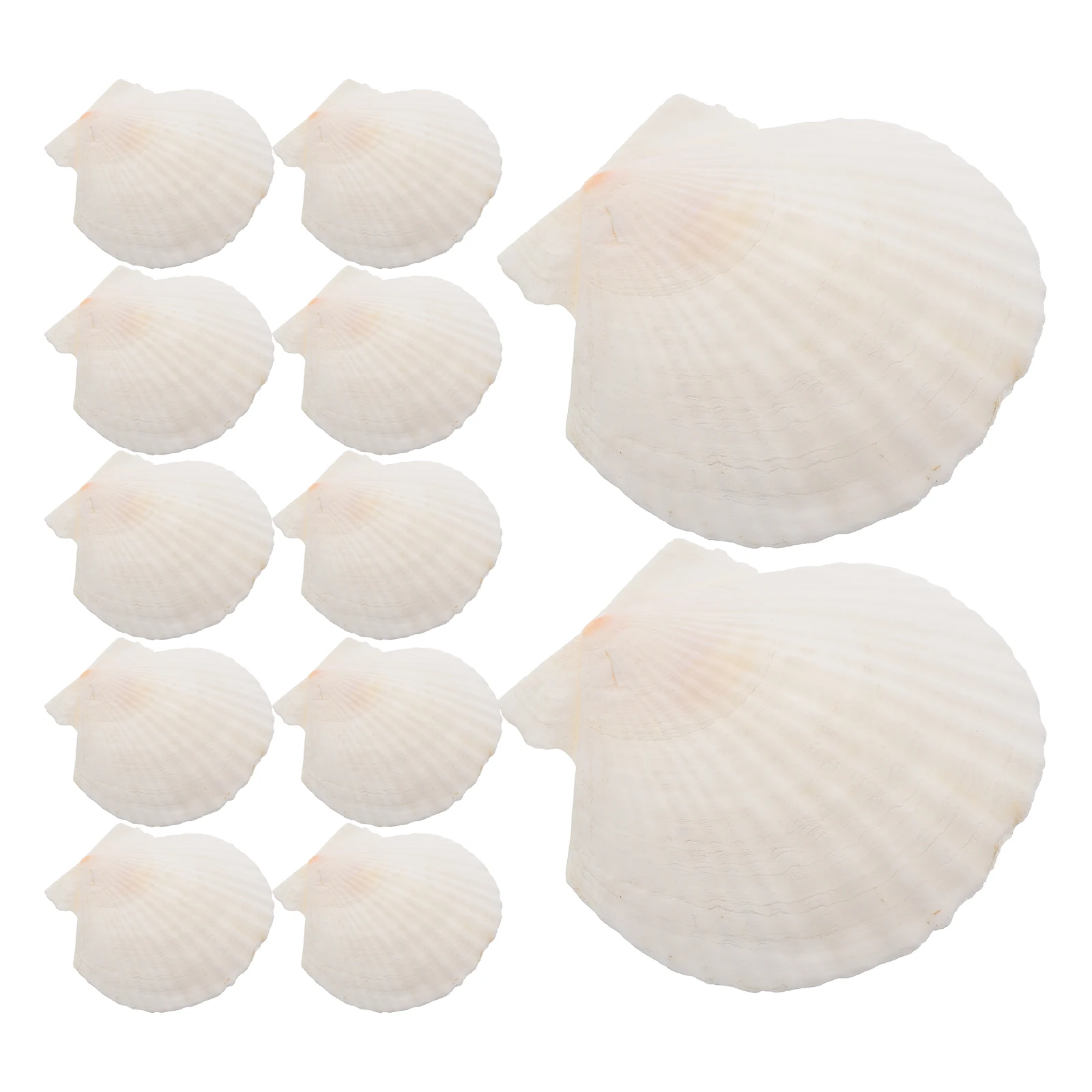 

21Pcs Scallop Shells Natural Shells DIY Craft Set Home Decor Beach Landscaping Aquarium Decorations Party Props