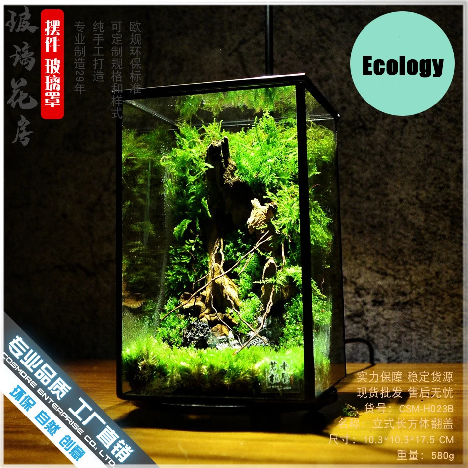 

Rectangular Succulent Plant Moss Micro Landscape Irregular Glass Immortal Ecology Small Flower Box Scorpion House Ants