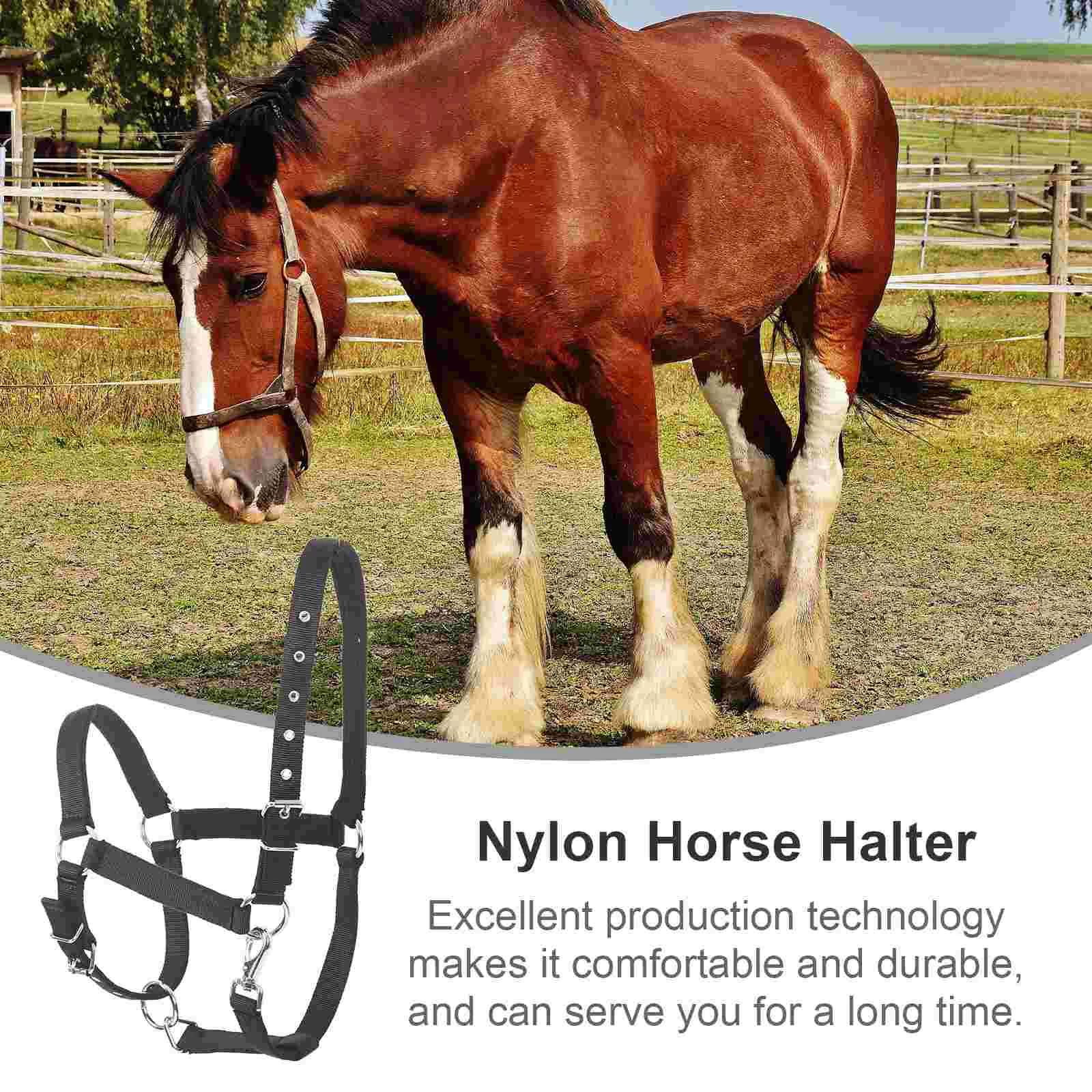 Horse Bridle Grooming Kit Equestrian Stick Safety Show Halter Head Collar Braided Rope Training Saddle