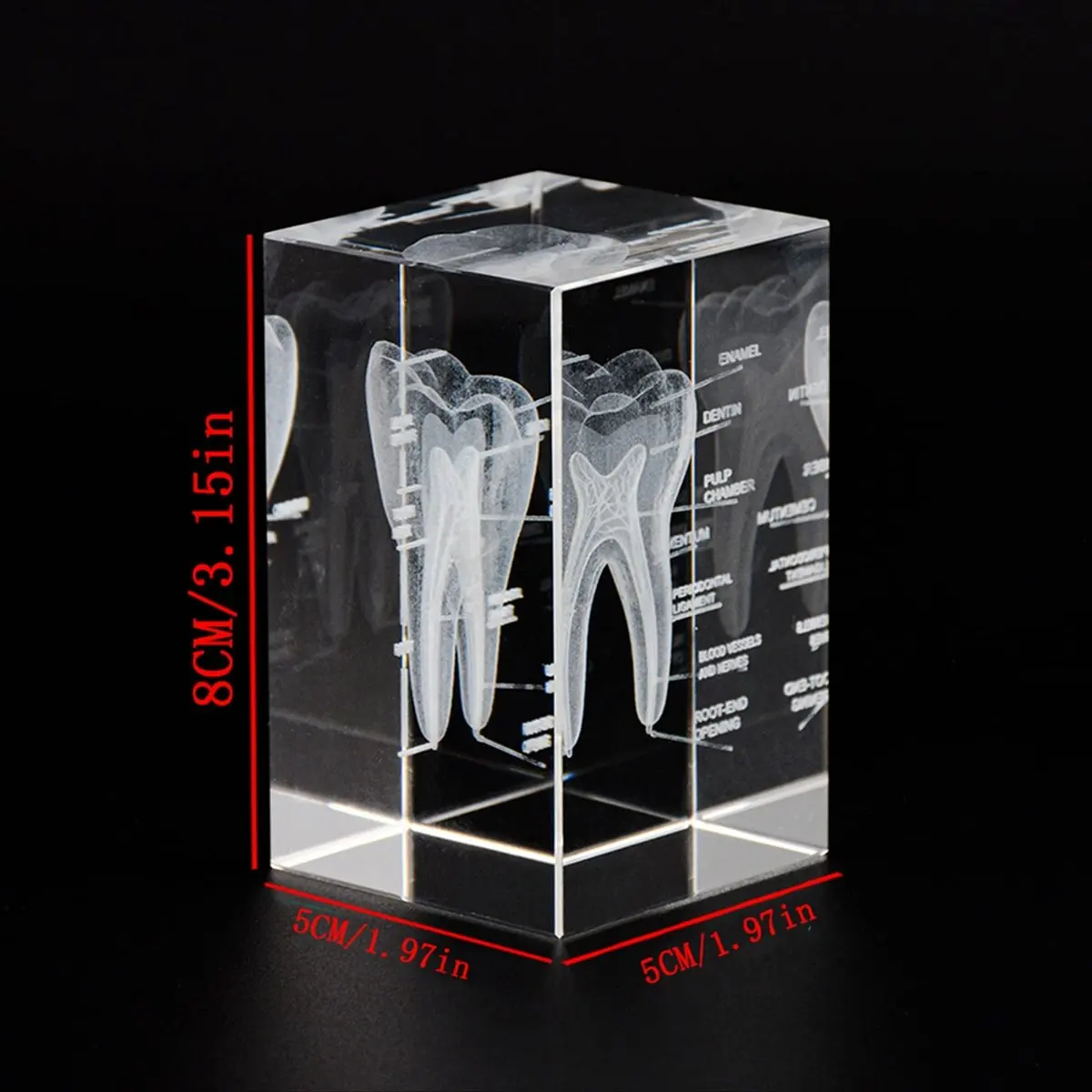 A56K 3D Human Oral Cavity Tooth Crystal Model Laser-Etched Anatomical Model for Science Office Decoration Dentists Gifts