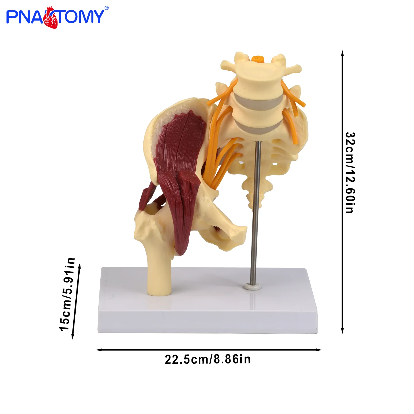 

Life Size Pelvis Model with Lumbar Vertebra and Nerves MUSCLED HIP WITH SCIATIC NERVE Medical Gift Educational Equipment