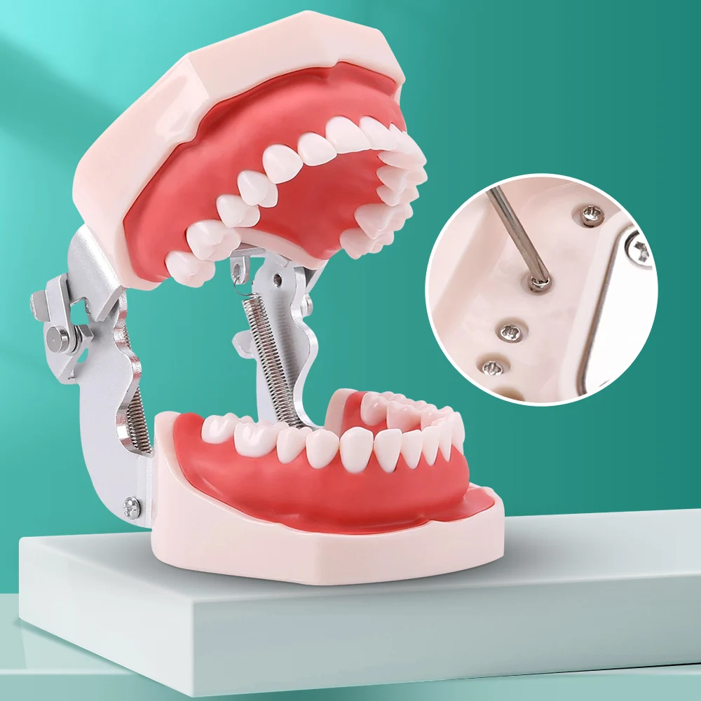 Dental Model Training DentalTechnician Practice With Removable Typodont Teeth  Material Dentistry Equipment  modelos odontológic