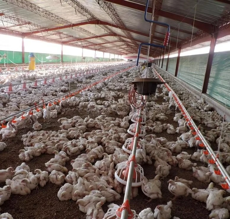 Plastic Slatted Flooring for Poultry Broiler House, Durable Chicken Coop Floor Panels, Easy to Clean and Install