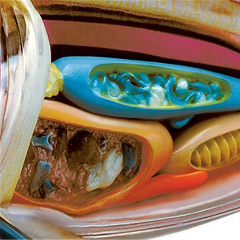 نموذج تشريح القرش ABSU - نموذج تشريح الحيوان - 20 جهازًا قابل للفصل وأجزاء الجسم نموذج لتدريس الأحياء #3