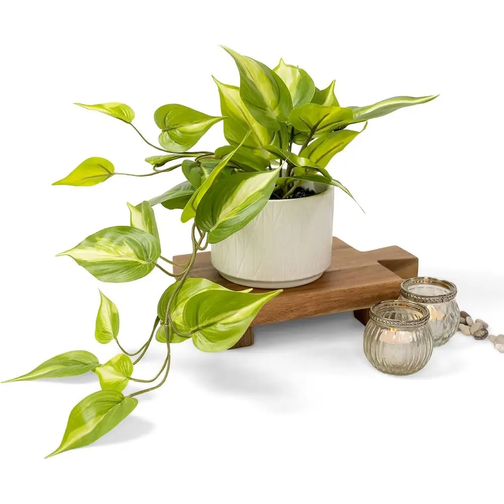 

Светло-зеленое растение патос | Декор для растений или интерьера | Искусственный плющ в горшке с диаметром 5 дюймов и высотой 3,5 дюйма | aux po