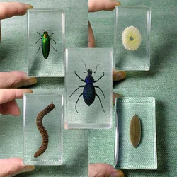 New Insects Specimens Resin Wrapped In Variety Real Insects Suitable for Science Education Cognitive Koleksi Hobi Serangga 7.3cm