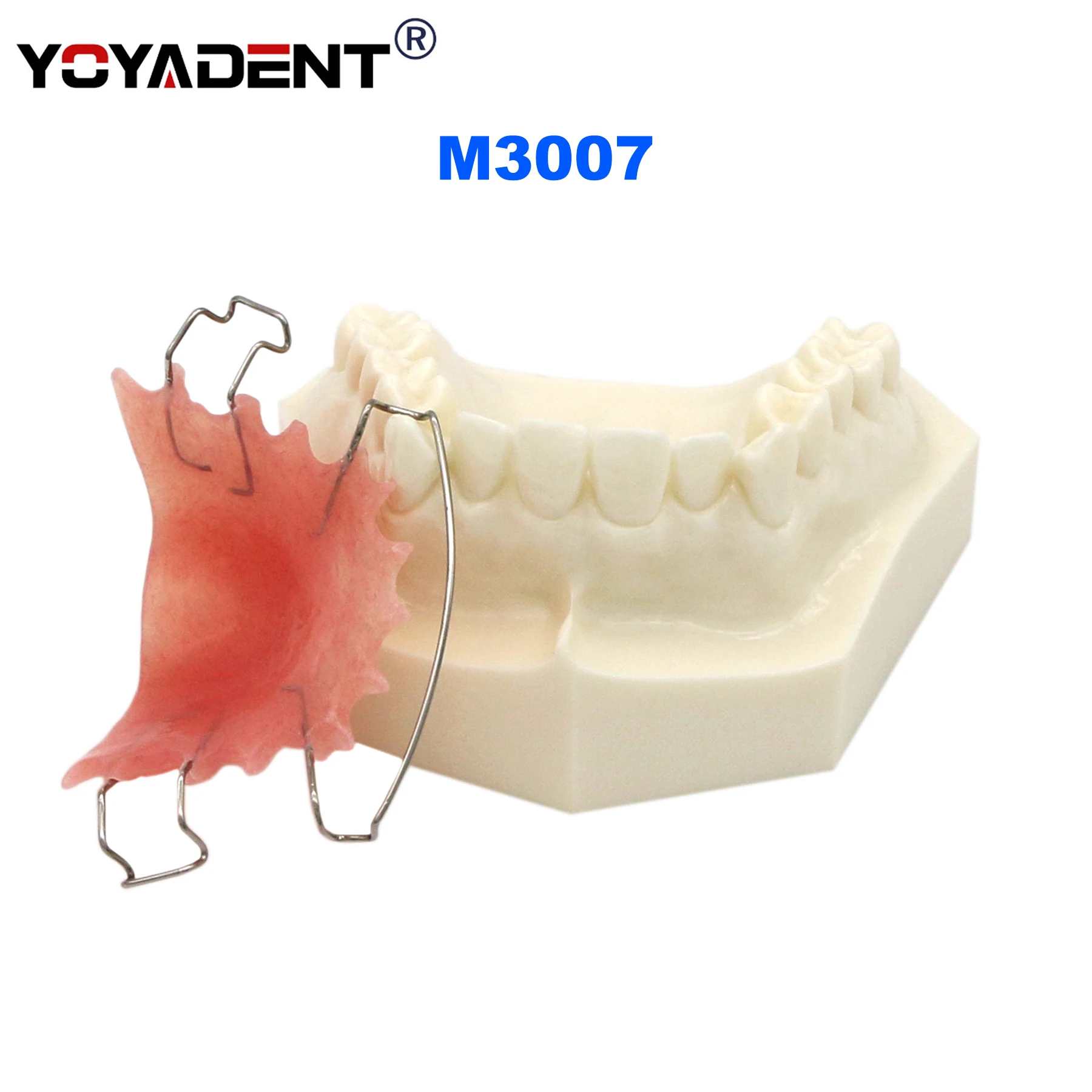 Dental Model Hawley Retainer Teeth Model Treatment Bionator Removable Dentures Dentists Study Teaching Demo