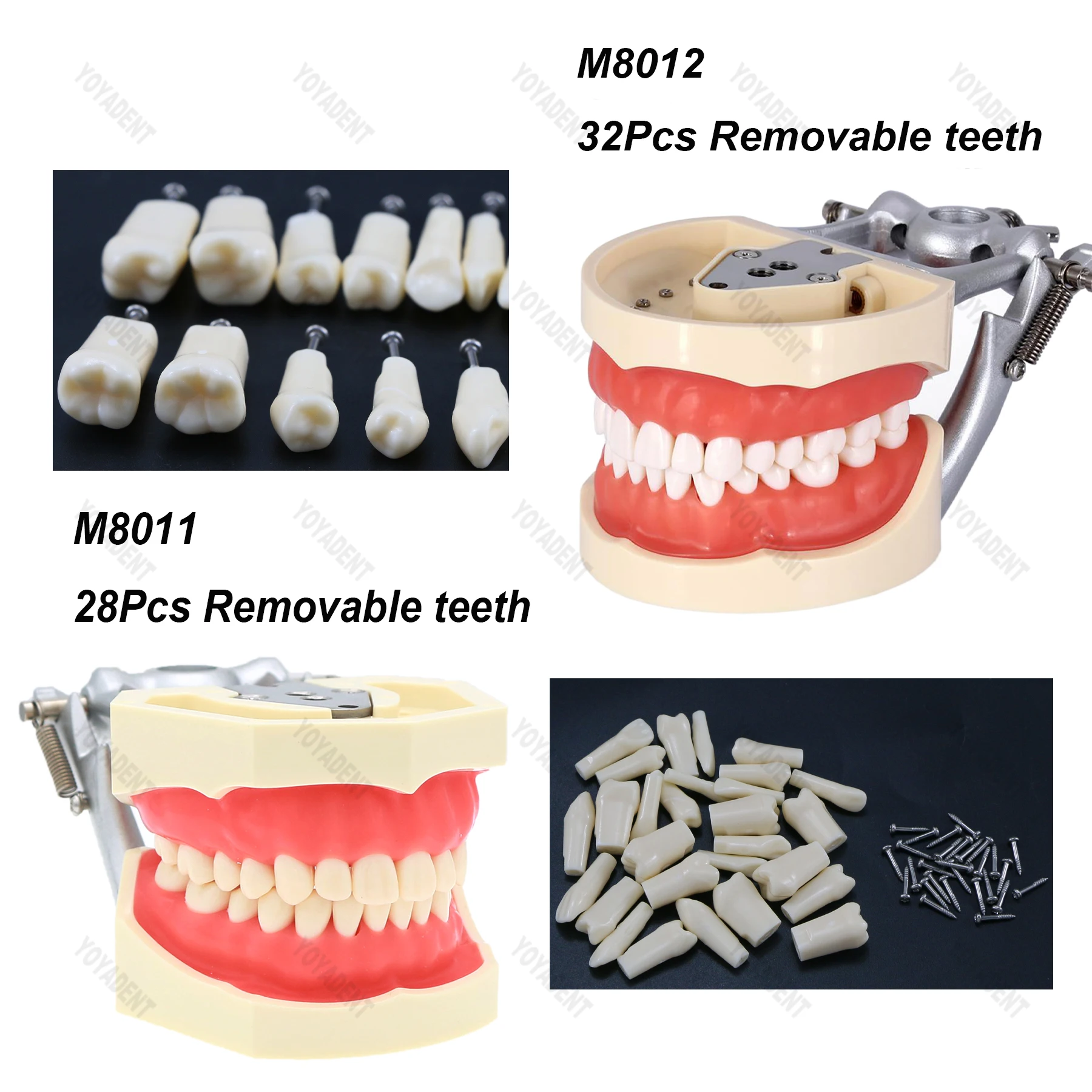 Dental Model Typodont Tooth Model Removable 28/32pcs Resin Teeth Fit Kilgore NISSIN 200/500 Type Simulatio Chenek For Practice