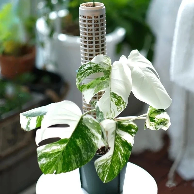 6Pcs White Modular Vertical Plant Column, Interlocking Panels for Indoor & Outdoor Climbing Vines, Ivy, Clematis, Herbs, Easy to