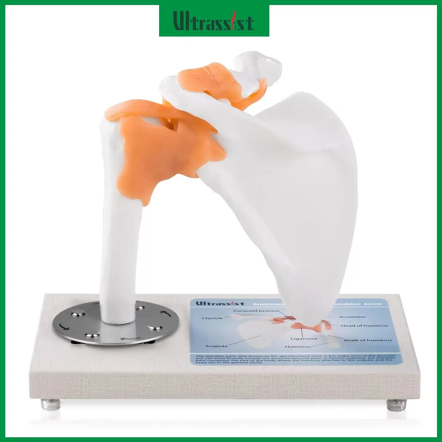 Ultrassist Human Shoulder Joint Model  1:1 Skeleton Anatomical Model Ligaments 360° Rotatable for Classroom Medical Education
