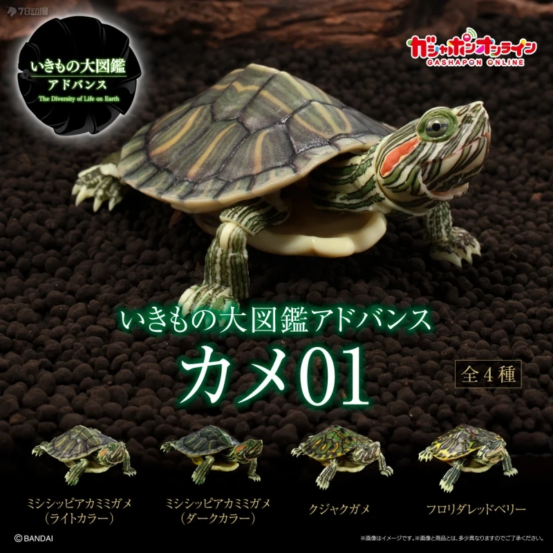 Bandai Original 4Pcs Gashapon カメ01 クジャクガメ フロリダレッドベリー Toys For Kids Gift Collectible Model Ornaments