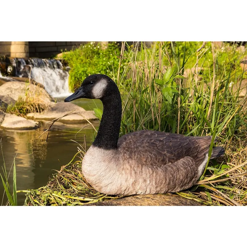 

Sitting Canadian Goose Garden Statue Patio, Lawn & Garden›Outdoor Décor›Garden Sculptures & Statues›Outdoor Statues