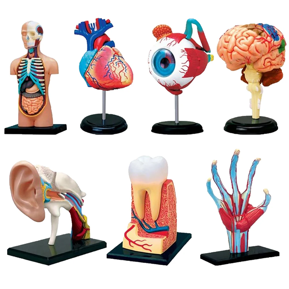 

4D MASTER Human Body Part Models Brain Ear Knee Muscle Anatomy Detailed Models of Human Skeletal Structures Science Study Gifts