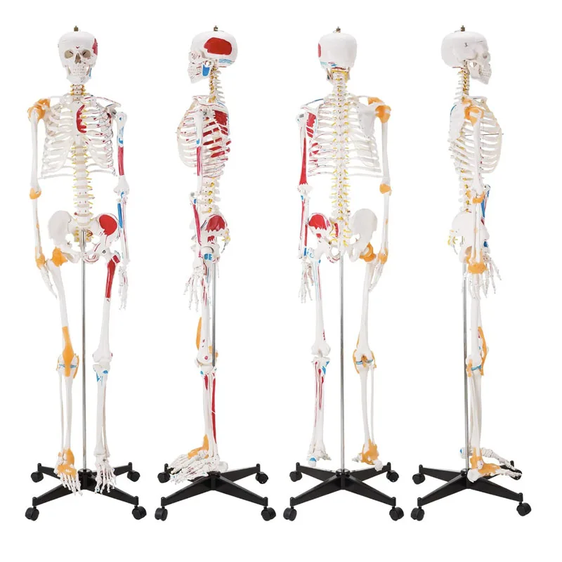 Human Skeleton 170cm Life Size PVC Material With Muscle Points and Ligament Educational Anatomy Model