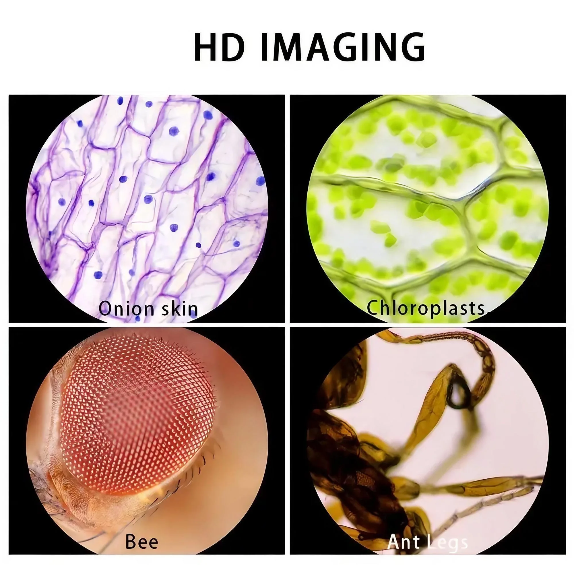 Portable Handheld Microscope for Kids - 60X-120X STEM Pocket Scope